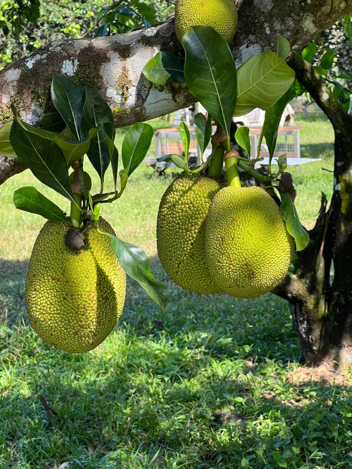 Jackfruit joven en el árbol, Sri Lanka