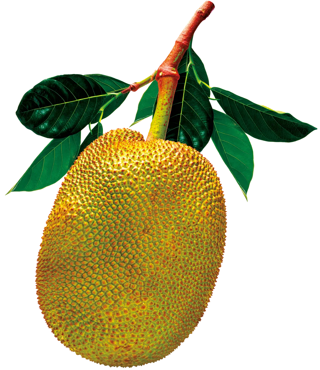 Jackfruit joven orgánico desmenuzado