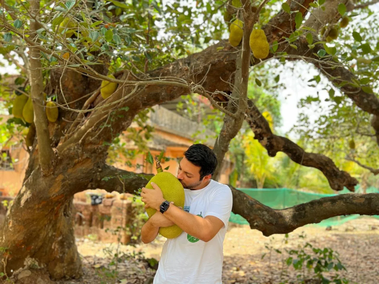 Jackfruit joven recién cosechado bajo el árbol