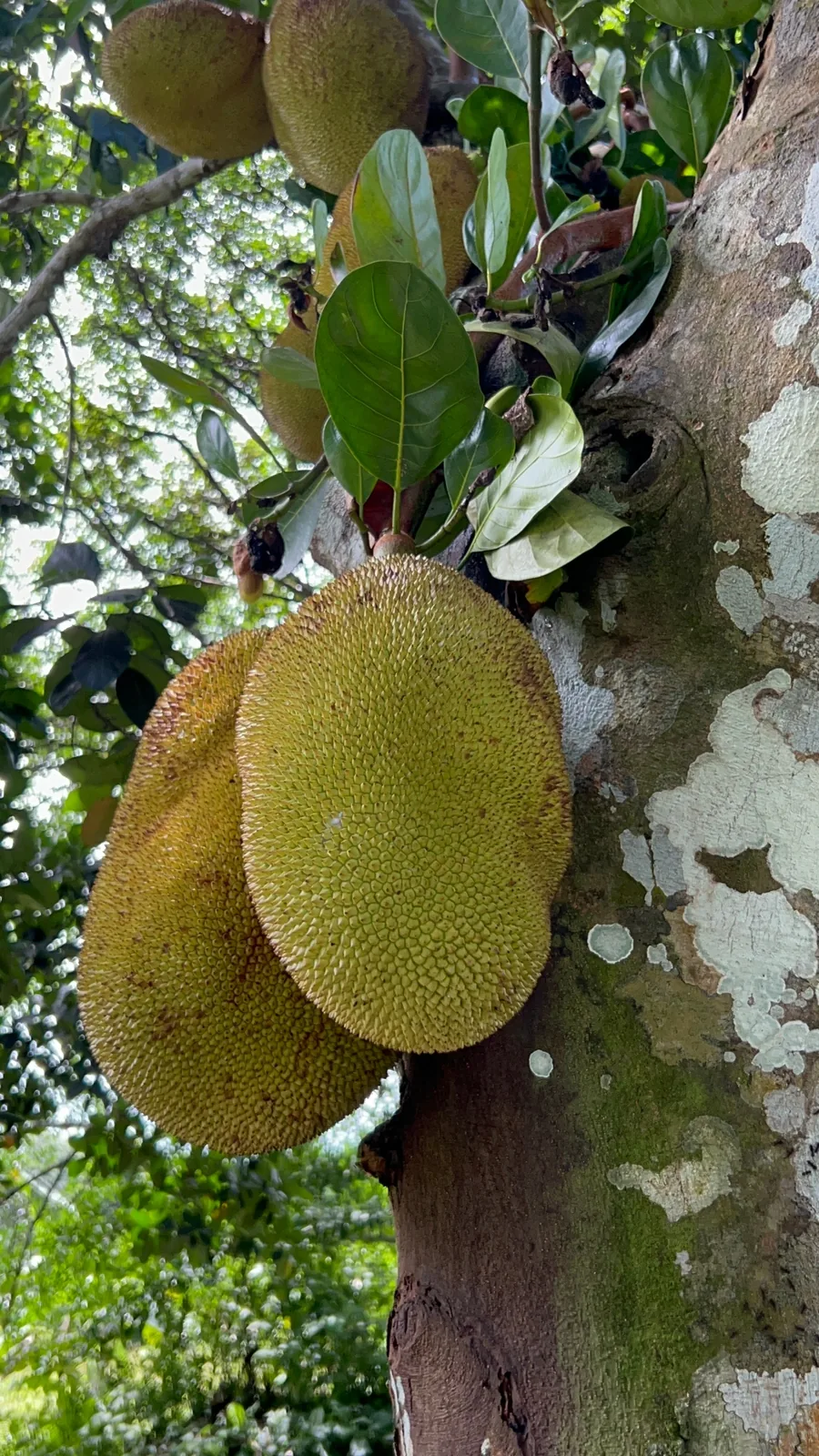 Árbol de jackfruit en un huerto de Sri Lanka